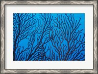 Framed Sea Fan on a Reef, Belize