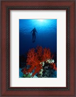 Framed Soft Coral Red Sea