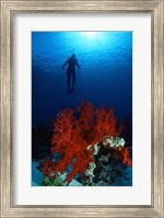 Framed Soft Coral Red Sea