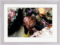 Framed Close-up of a grouper fish hiding, Bonaire, Netherlands Antilles