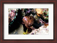 Framed Close-up of a grouper fish hiding, Bonaire, Netherlands Antilles