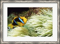 Framed Close-up of a Two-banded Clown fish swimming underwater, Nananu-I-Ra Island, Fiji