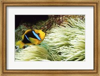 Framed Close-up of a Two-banded Clown fish swimming underwater, Nananu-I-Ra Island, Fiji