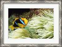 Framed Close-up of a Two-banded Clown fish swimming underwater, Nananu-I-Ra Island, Fiji