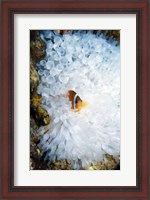 Framed High angle view of a clown fish hiding in a sea anemone, Nananu-i-Ra island, Fiji