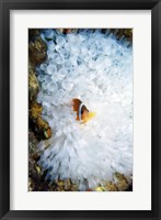 Framed High angle view of a clown fish hiding in a sea anemone, Nananu-i-Ra island, Fiji
