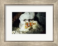 Framed Clown Fish and an Anemone