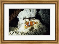 Framed Clown Fish and an Anemone
