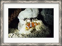 Framed Clown Fish and an Anemone