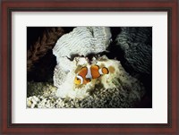 Framed Clown Fish and an Anemone