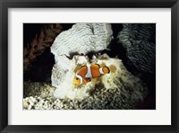 A Clown Fish and an Anemone Framed Print