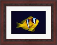 Framed Close-up of a Clown Fish swimming