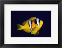 Framed Close-up of a Clown Fish swimming