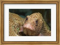 Framed Red Hind Fish swimming