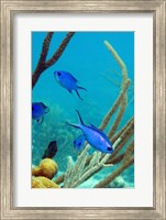 Framed Blue Chromis Fish