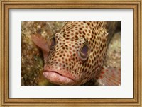 Framed Red Hind Fish