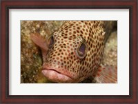Framed Red Hind Fish