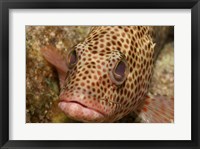 Red Hind Fish Framed Print