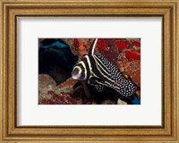 Framed Spotted Drum Fish
