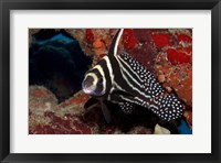 Framed Spotted Drum Fish