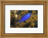 Framed Blue Chromis Fish