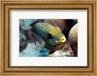 Framed Redband Parrotfish