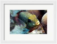 Framed Redband Parrotfish