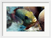 Framed Redband Parrotfish