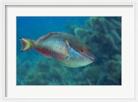 Framed Princess Parrotfish
