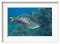 Framed Princess Parrotfish