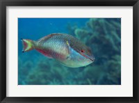 Framed Princess Parrotfish
