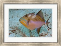 Framed Queen Triggerfish