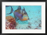 Framed Queen Triggerfish