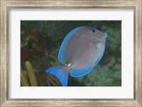 Framed Blue Tang Fish