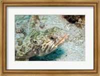 Framed Lizardfish