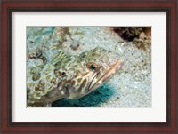 Framed Lizardfish