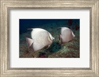 Framed Gray Angelfish