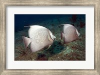 Framed Gray Angelfish