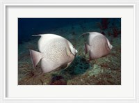 Framed Gray Angelfish