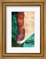 Framed Spanish Hogfish