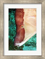 Framed Spanish Hogfish