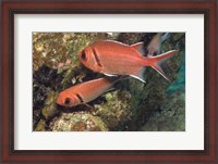 Framed Blackbar Soldierfish