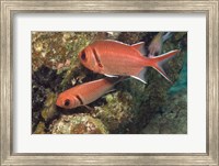 Framed Blackbar Soldierfish