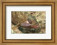 Framed Red Hind Fish with spots