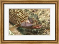 Framed Red Hind Fish with spots