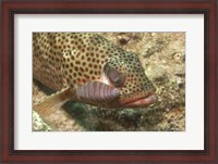 Framed Red Hind Fish with spots