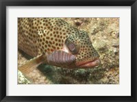 Framed Red Hind Fish with spots