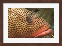 Framed Red Hind Fish up close