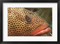 Framed Red Hind Fish up close