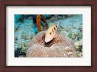Framed Close-up of a goatfish swimming underwater